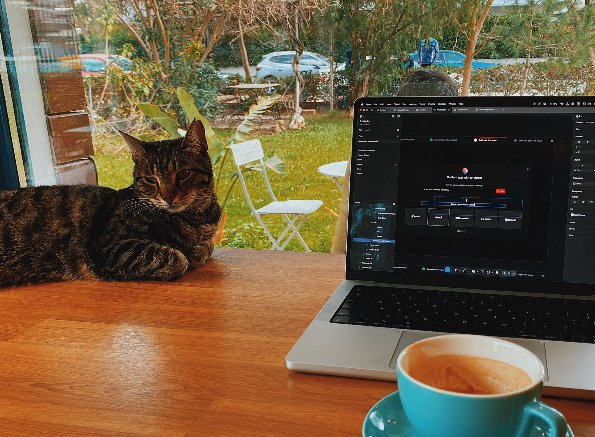 Cat and laptop